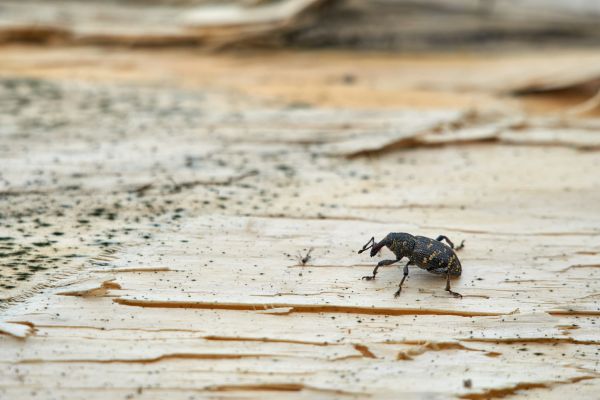 Comment lutter contre les parasites du bois à Mantes-la-Jolie